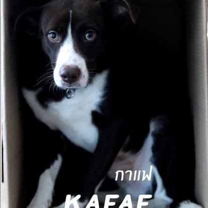Water Milk Fruit • Dog & Game gallery 19