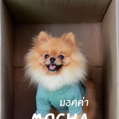 Water Milk Fruit • Dog & Game gallery 8
