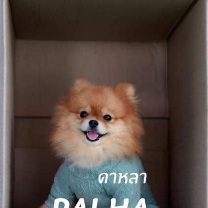Water Milk Fruit • Dog & Game gallery 15