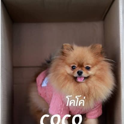 Water Milk Fruit • Dog & Game gallery 21