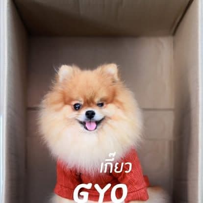 Water Milk Fruit • Dog & Game gallery 14