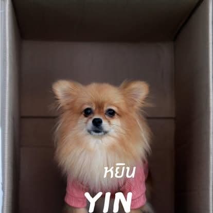 Water Milk Fruit • Dog & Game gallery 11