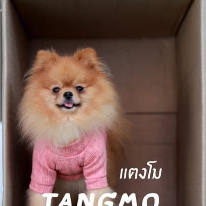 Water Milk Fruit • Dog & Game gallery 22