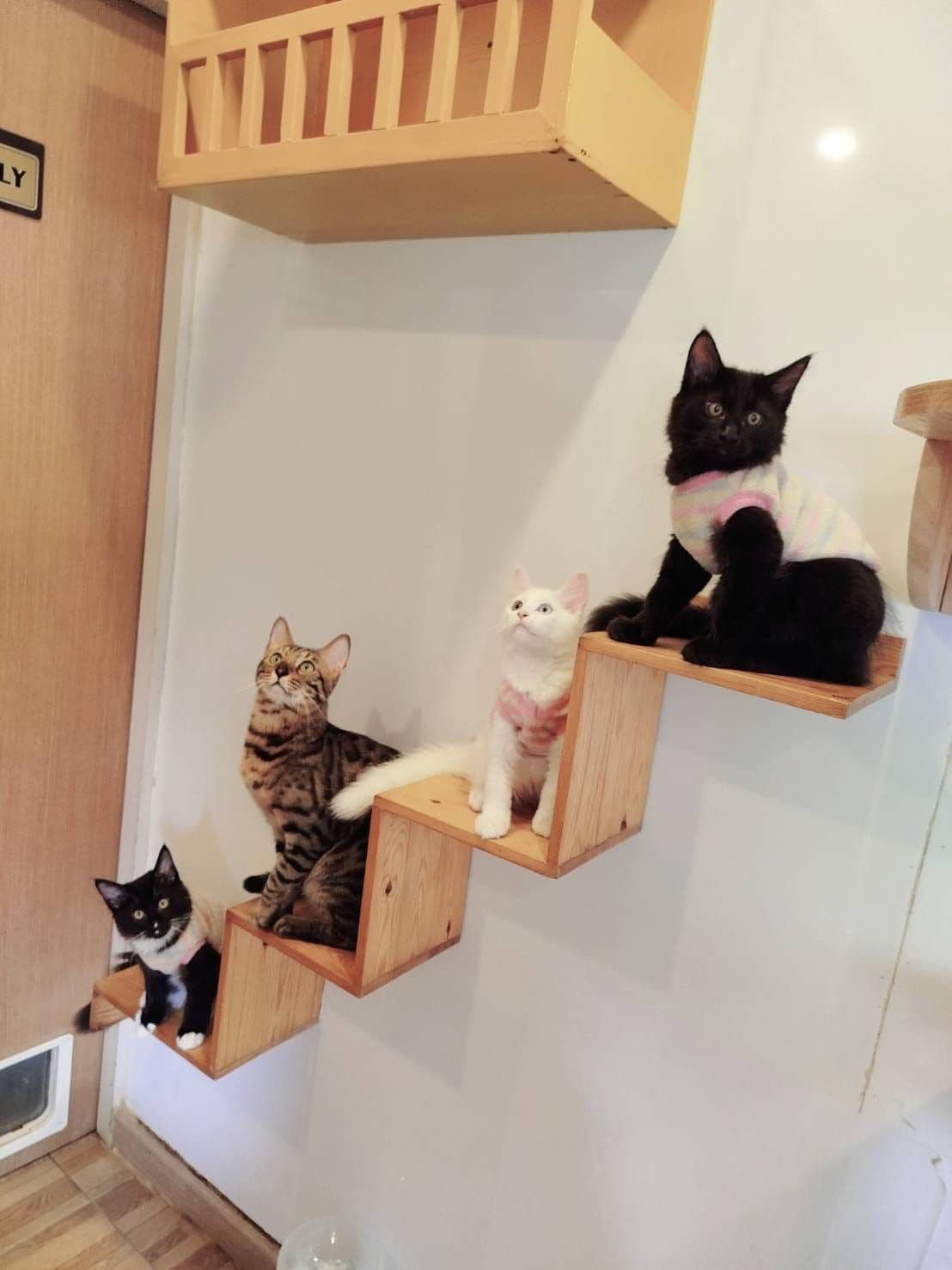 Cat Brothers Cafe image 2