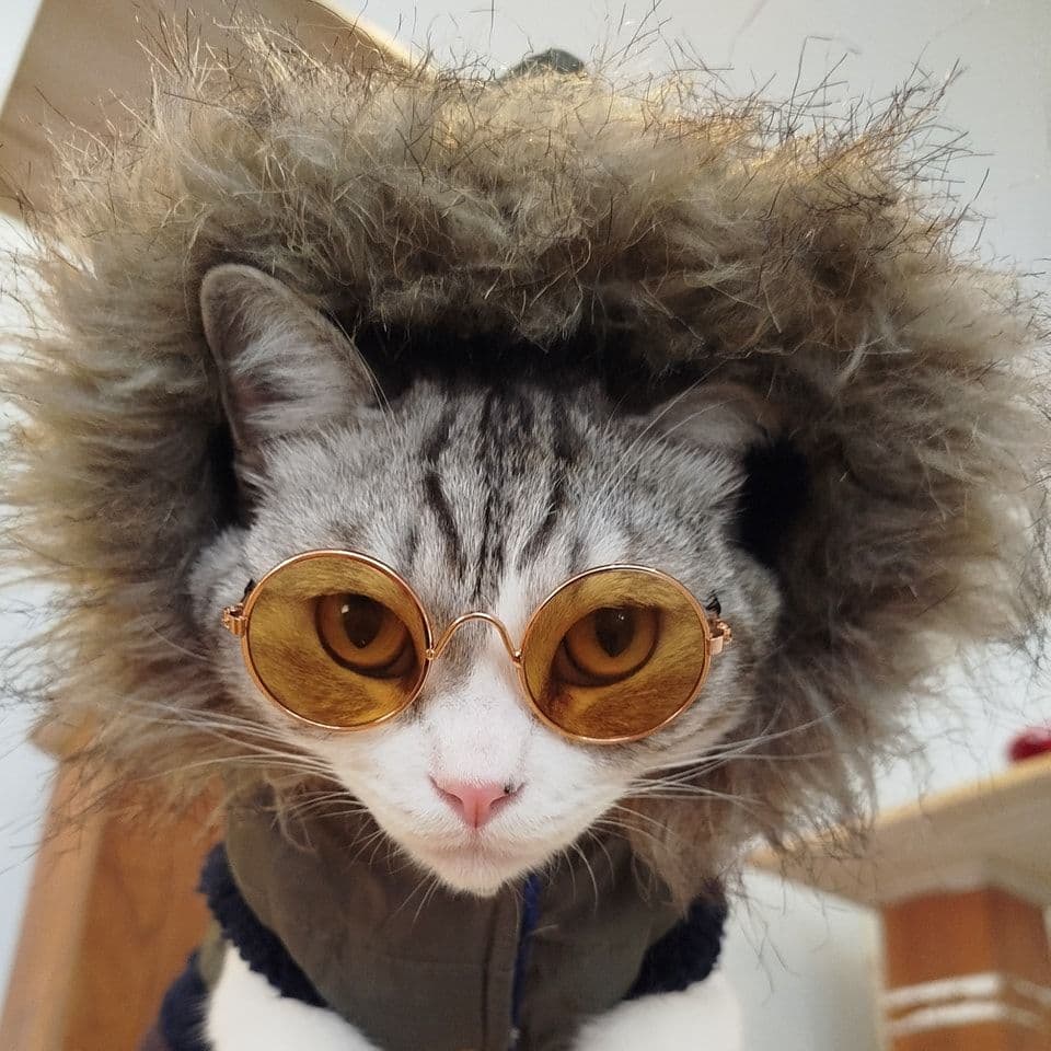 Cat Brothers Cafe gallery 4