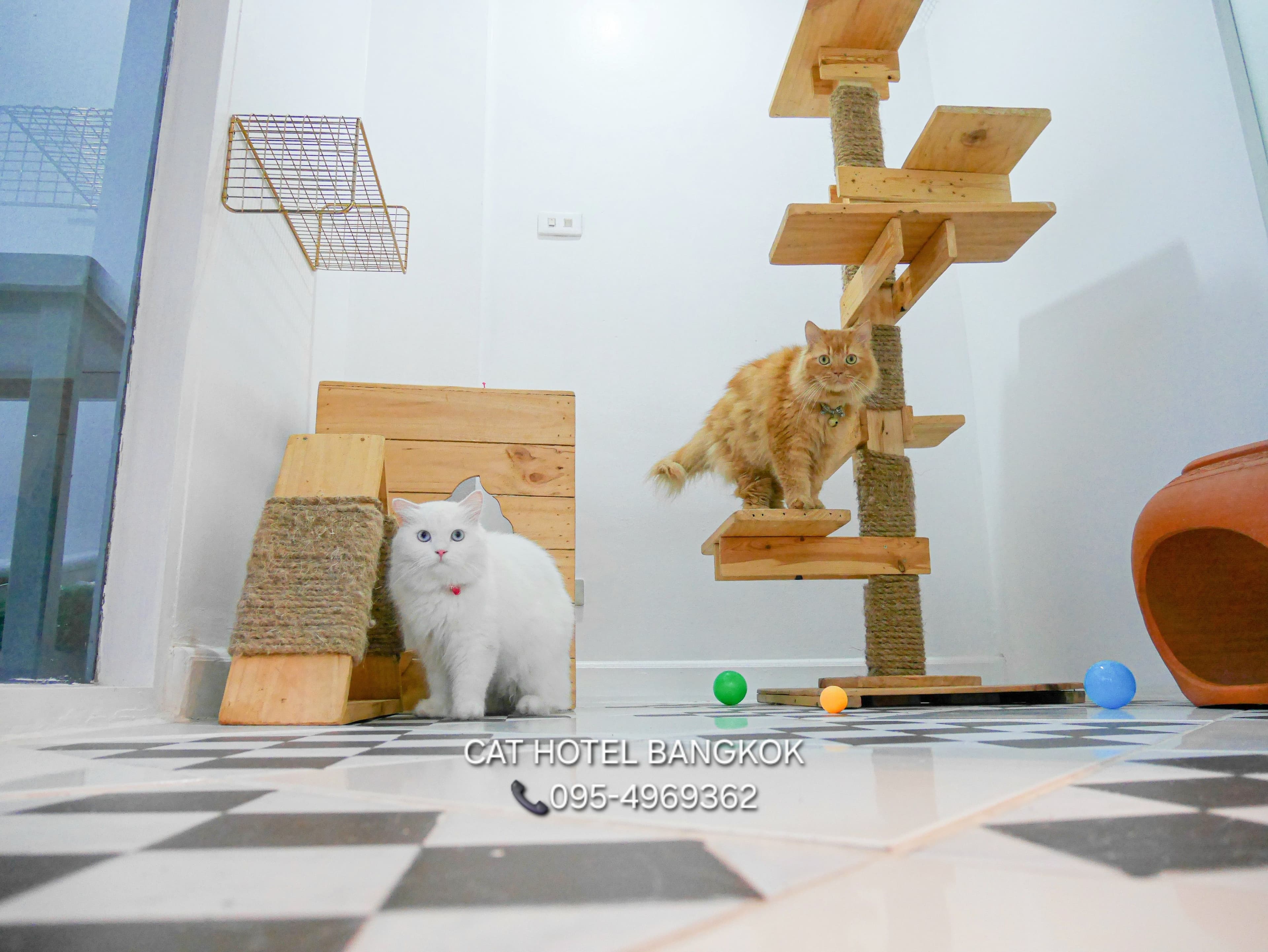 Cat​ hotel Bangkok gallery 5