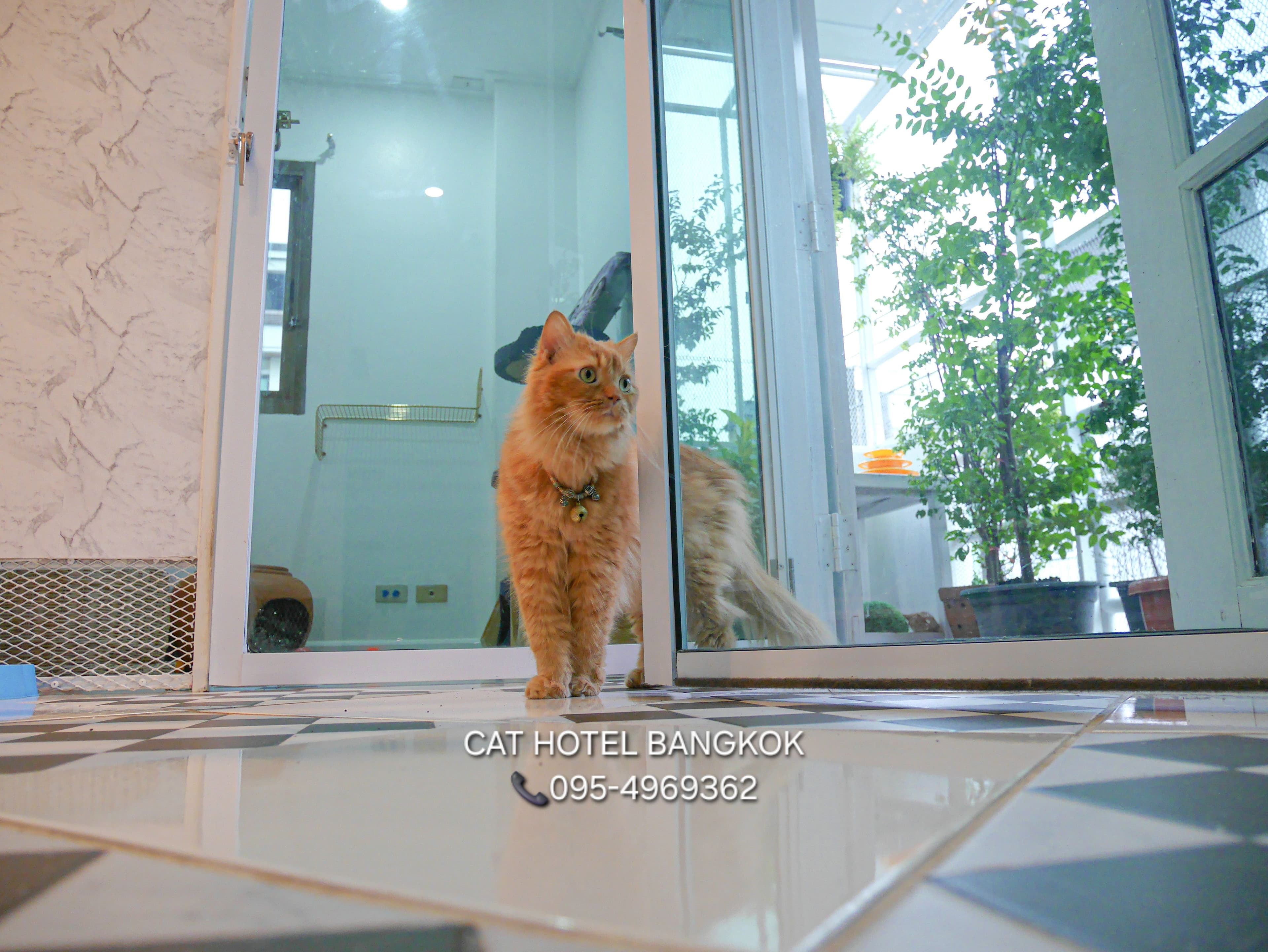 Cat​ hotel Bangkok gallery 4