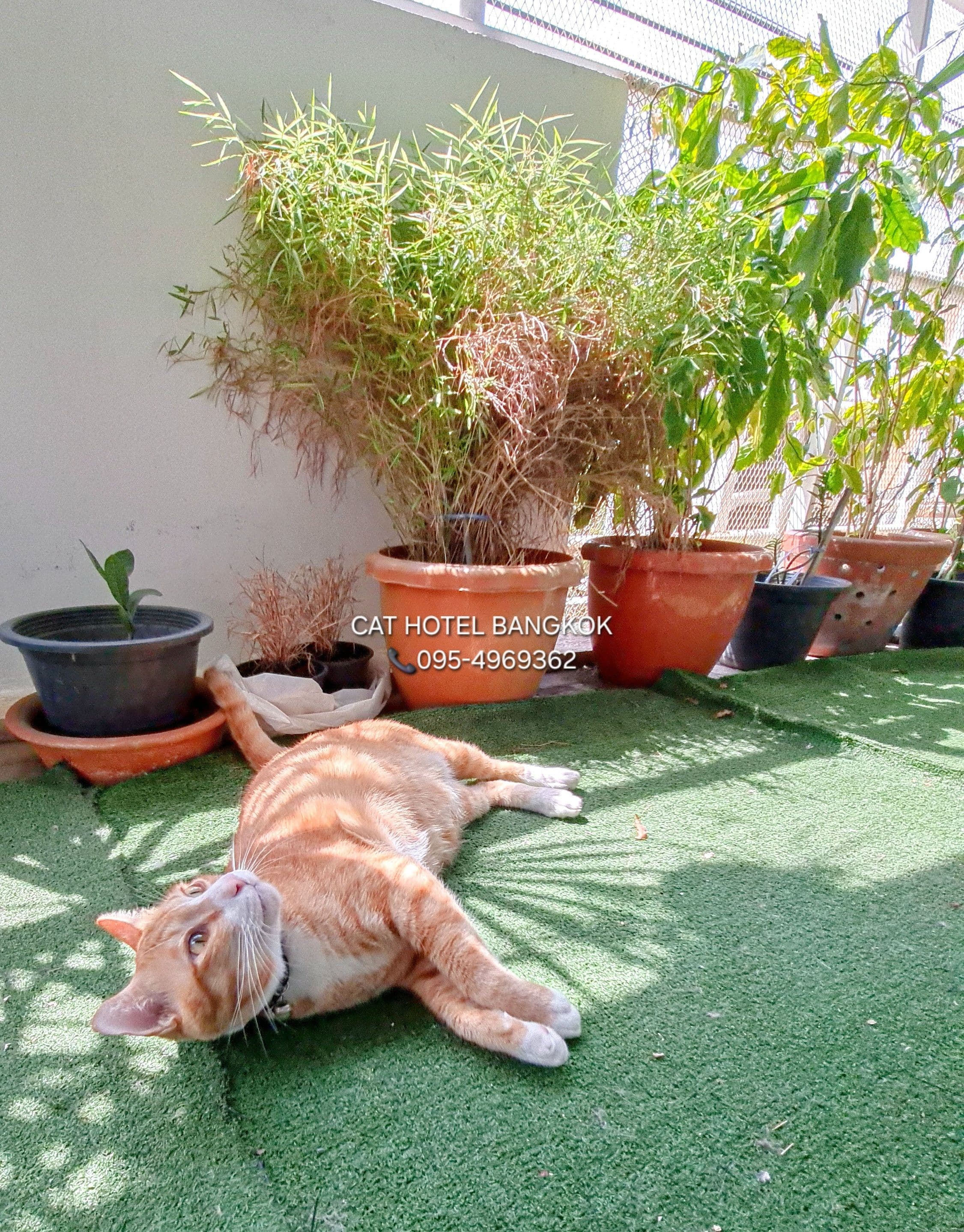 Cat​ hotel Bangkok gallery 8