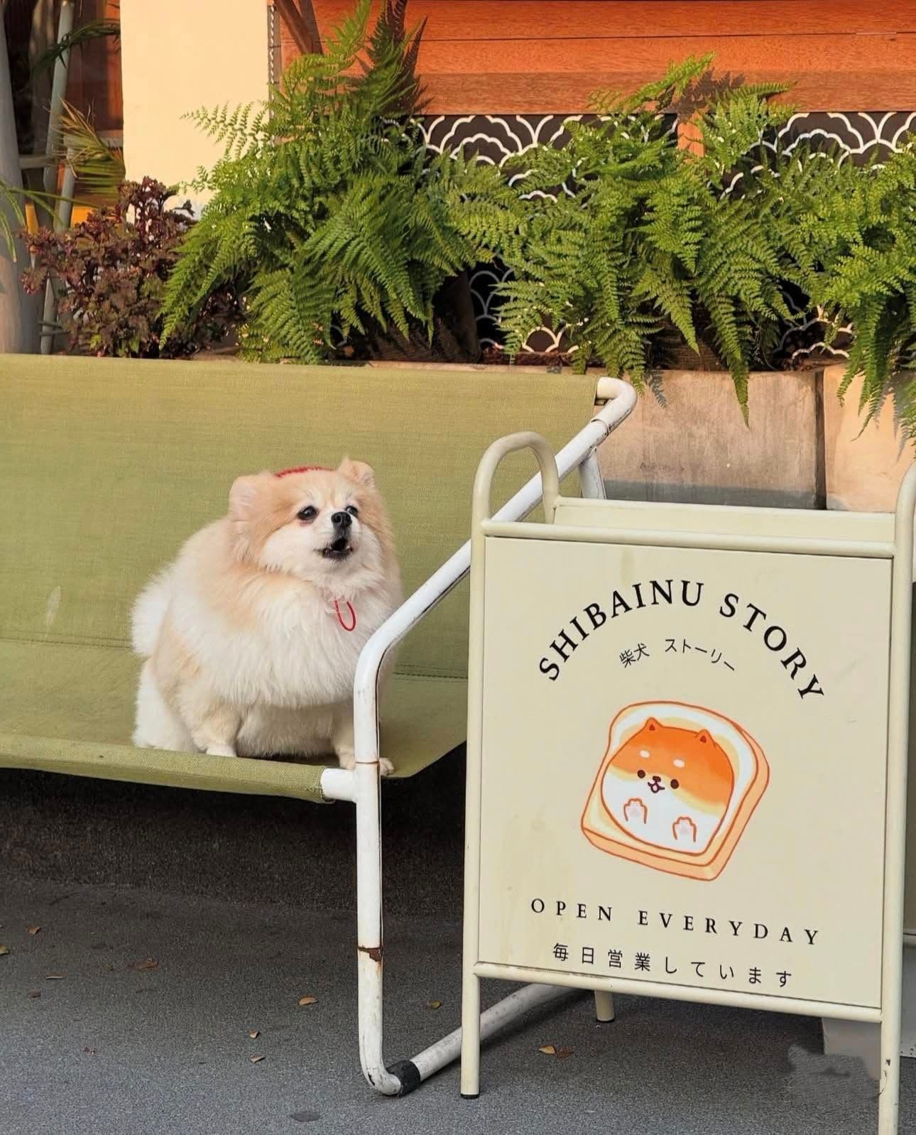 Shibainu Story gallery 5