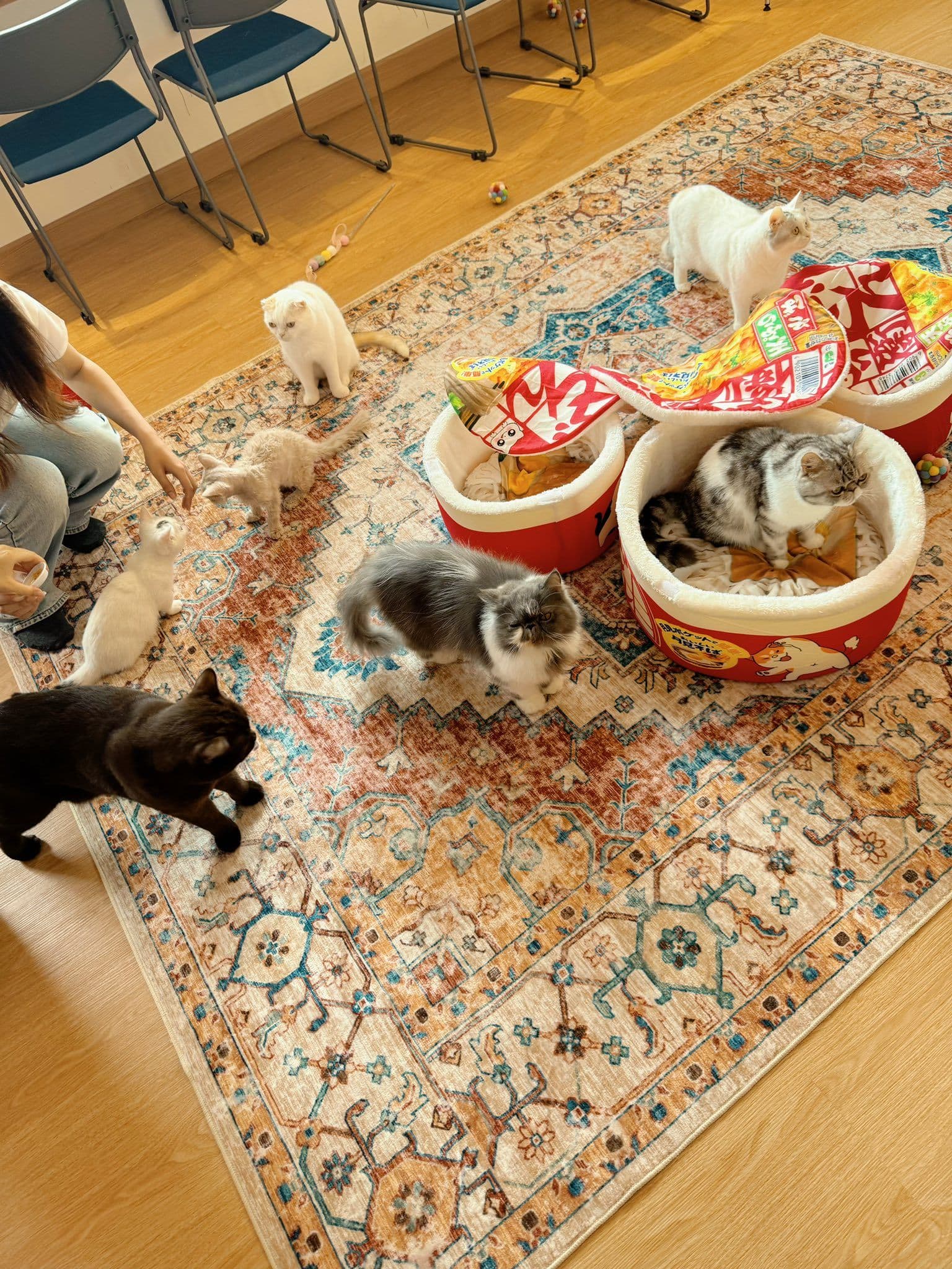 Shibainu Story gallery 7