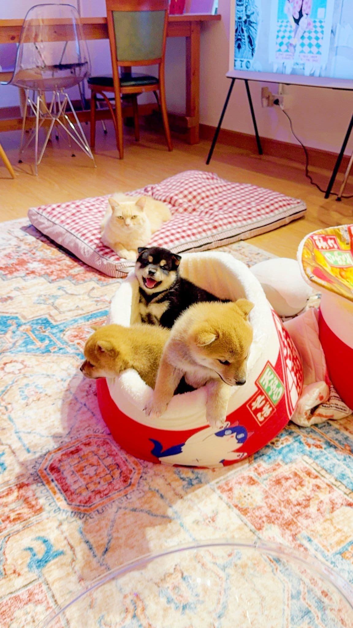 Shibainu Story gallery 9