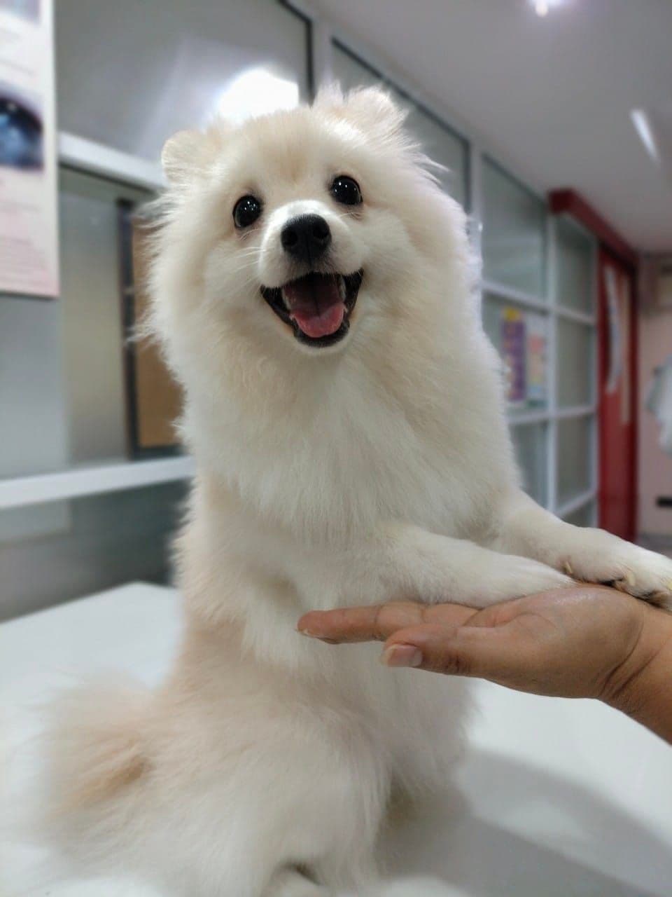 Saint Raphael Animal Hospital