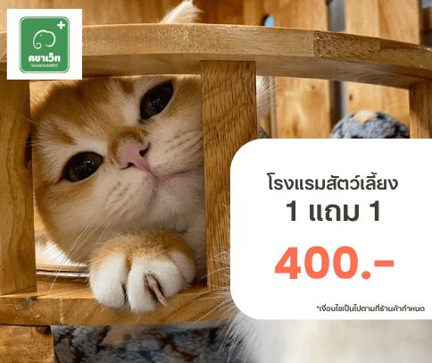บริการโรงแรมสัตว์เลี้ยง 1 แถม 1 กับคชาเว็ท