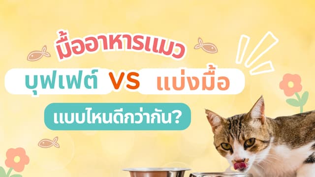 🍽️ ควรให้อาหารแมวแบบบุฟเฟต์หรือแบ่งมื้อดีนะ?