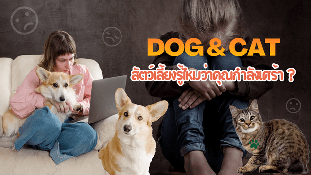 สัตว์เลี้ยงรู้ไหมว่าคุณกำลังเศร้า?