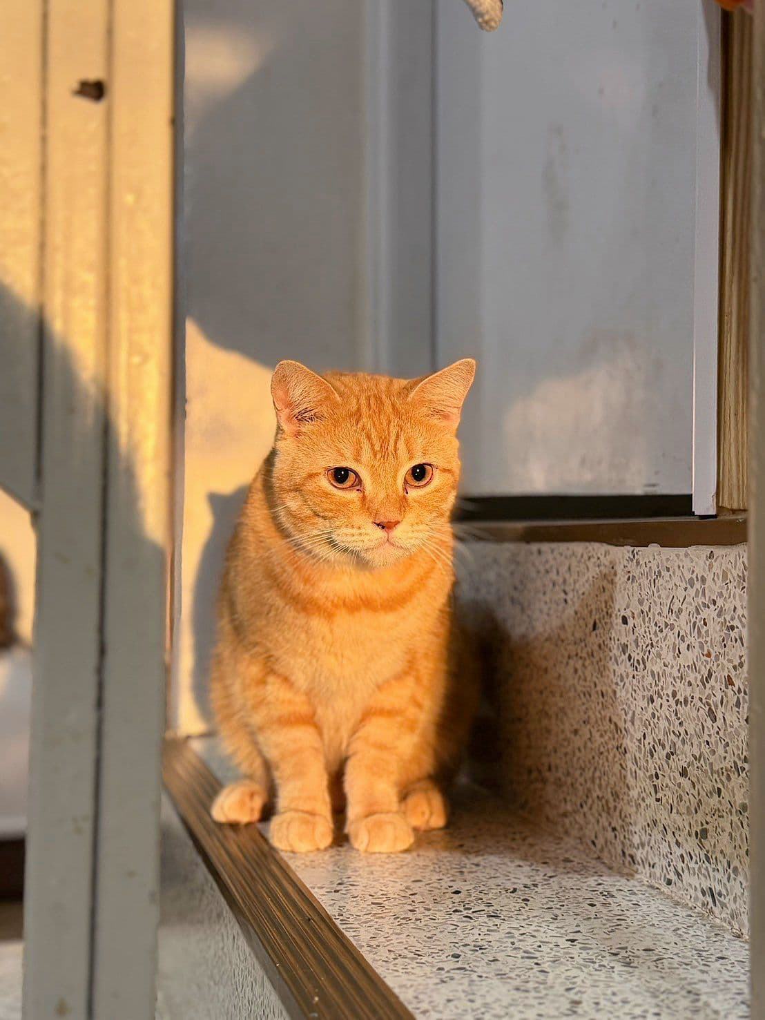Huanom cat cafe and farm image 2
