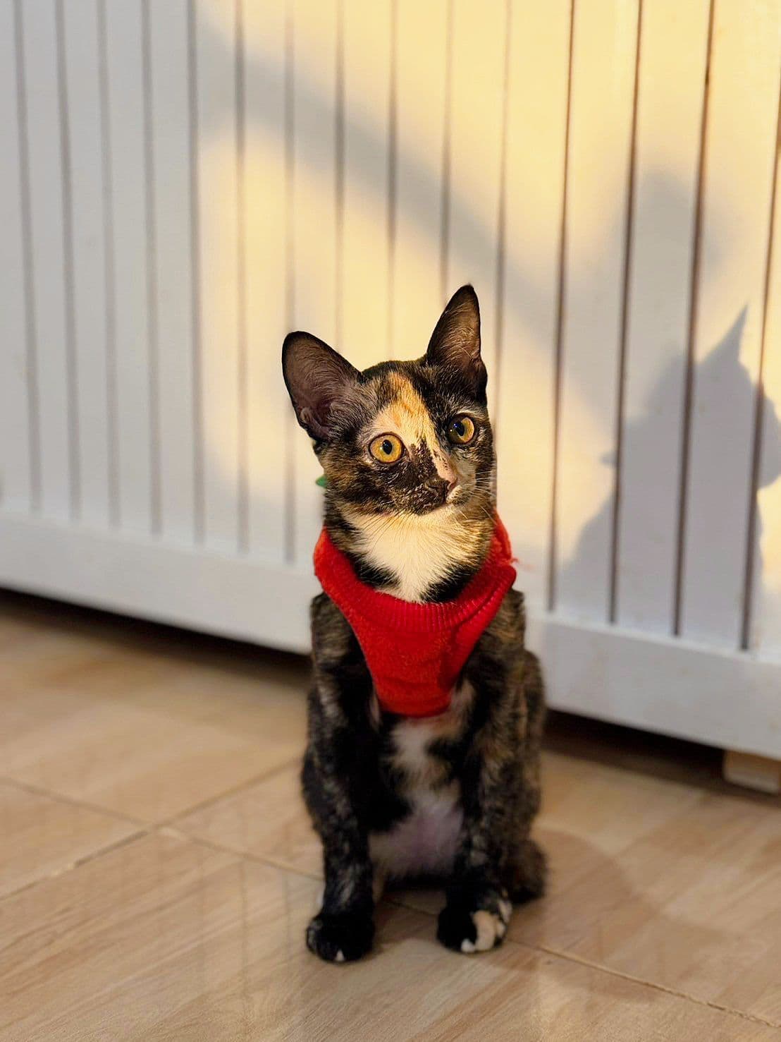 Huanom cat cafe and farm image 3