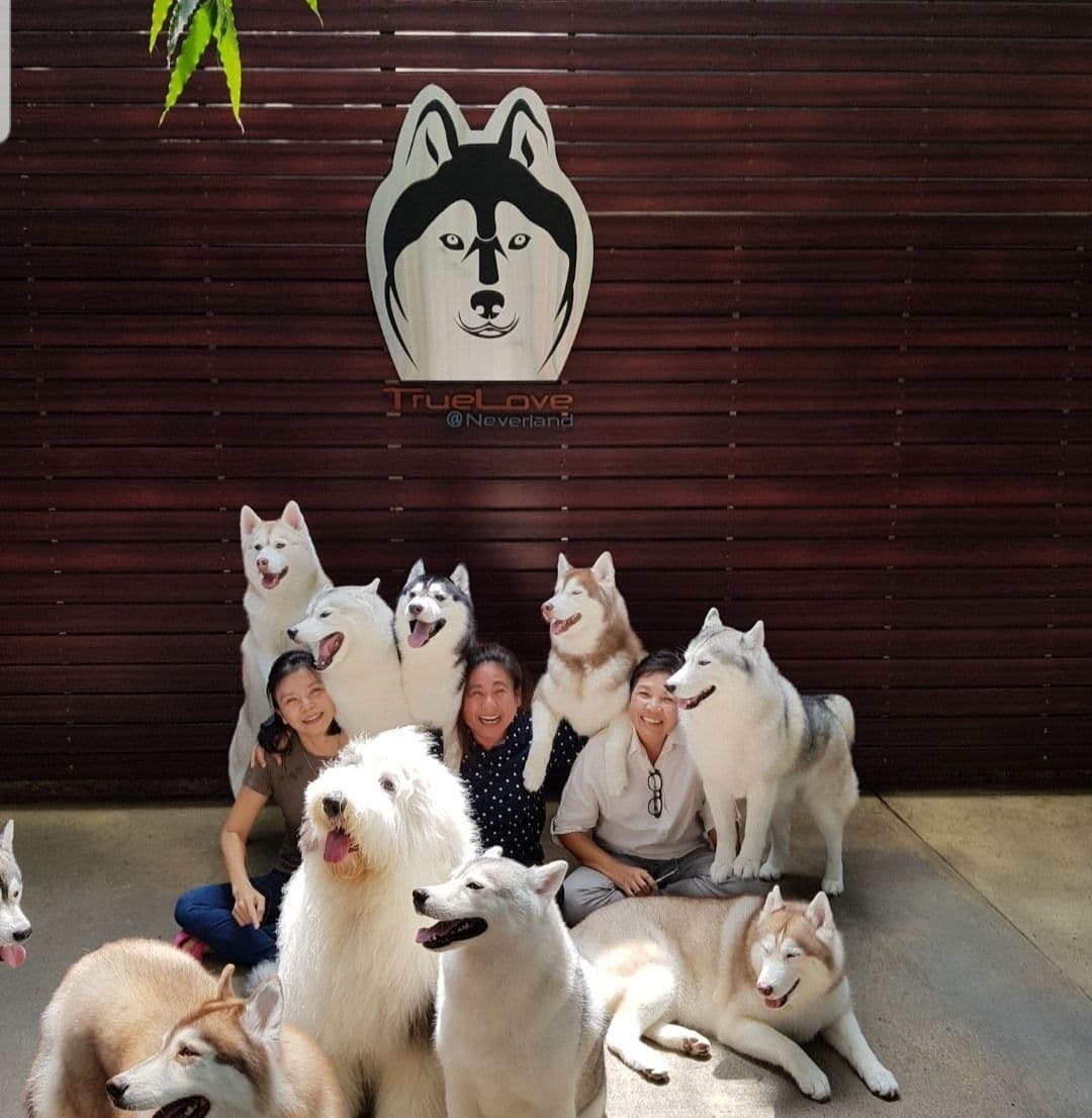 TrueLove @ Neverland (Husky Cafe)