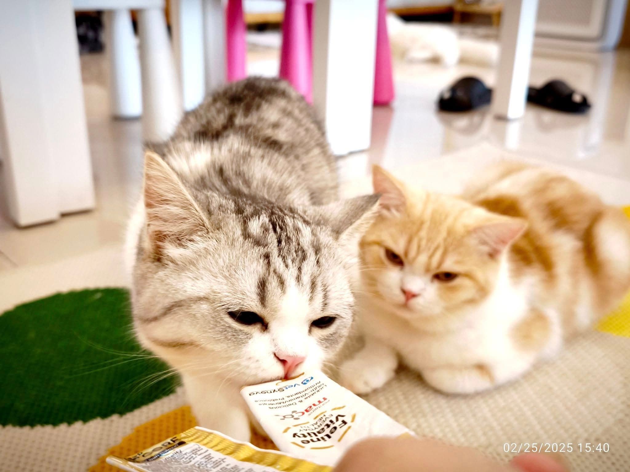 The Cat Street cafe & Grooming