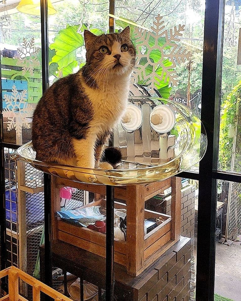 Cat Cafe Rangsit image 2