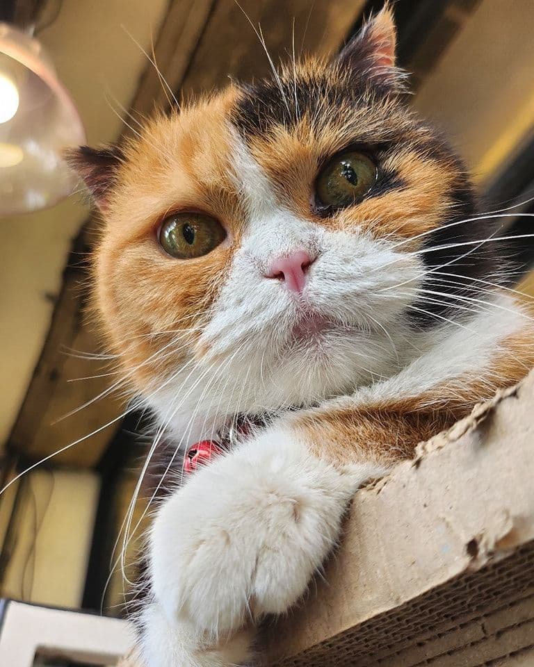 Cat Cafe Rangsit image 3