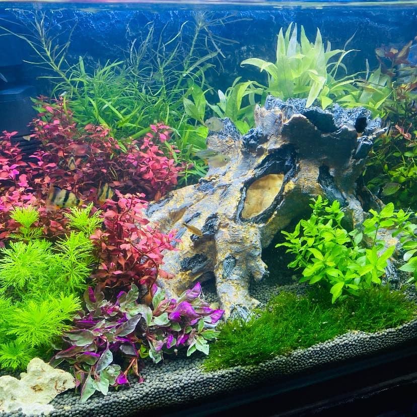 ร้านปลาสวยงามโจ้ อะแควเรี่ยม