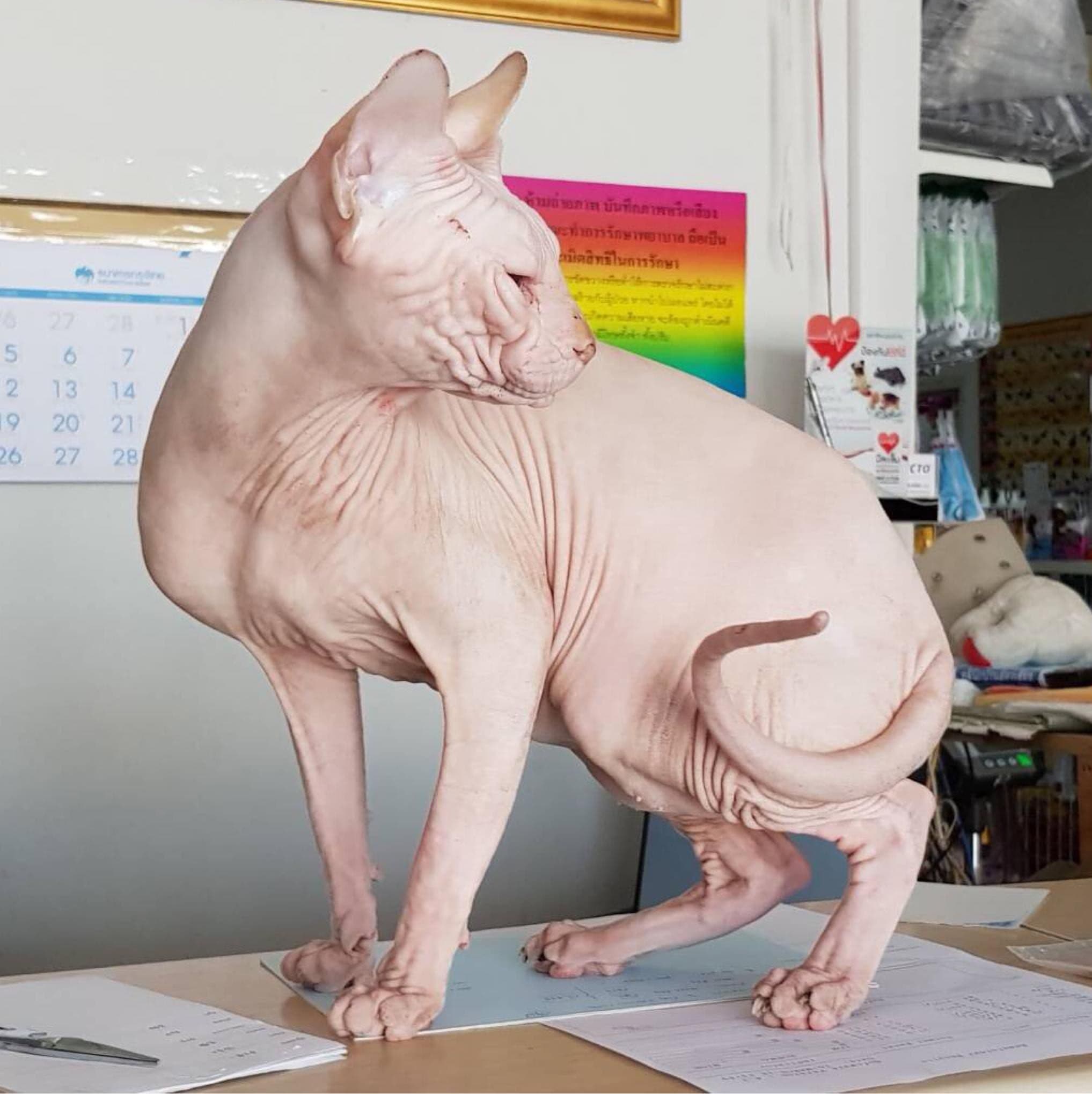 คลินิก บ้านสัตว์เลี้ยง