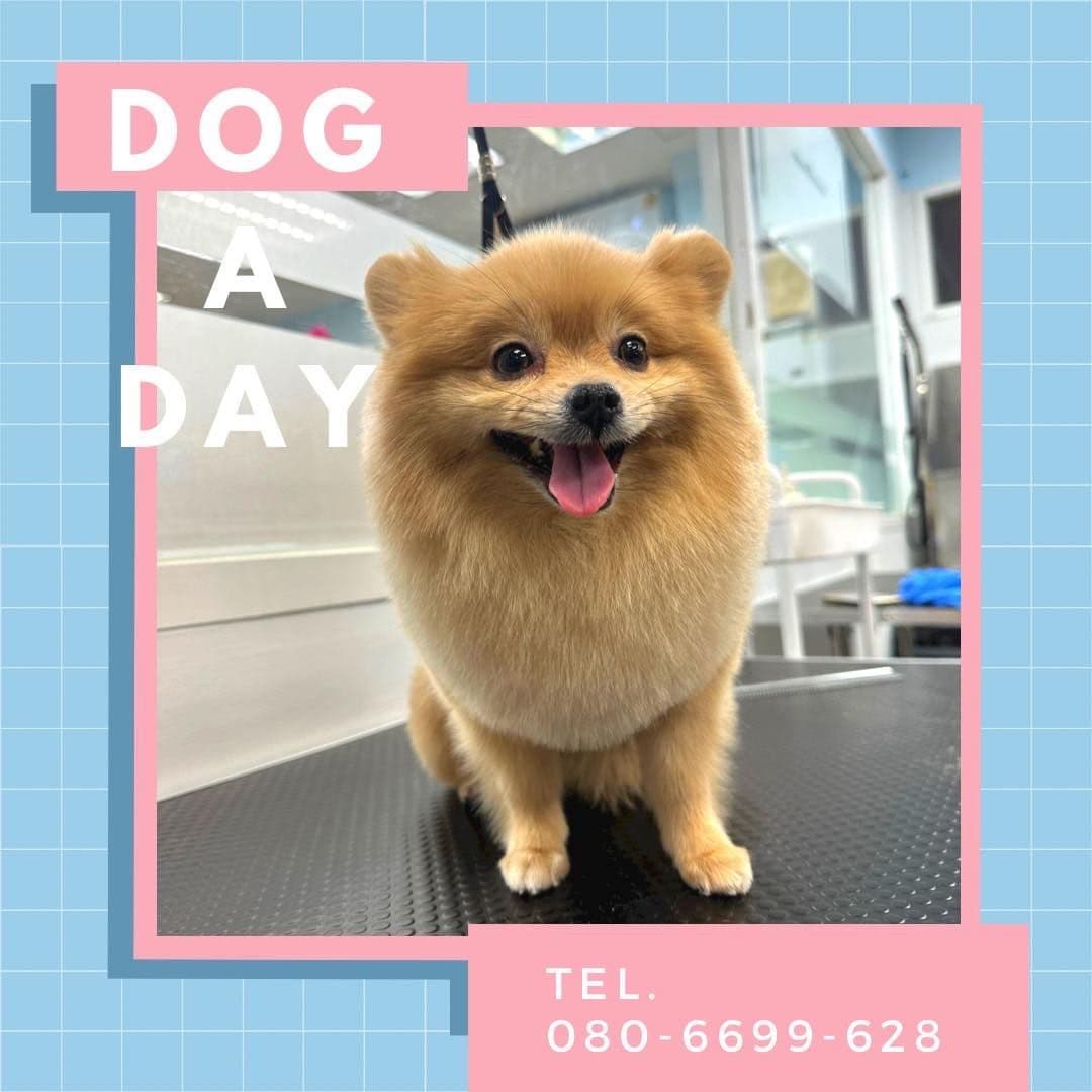 ร้านอาบน้ำตัดขน Dog A Day สาขาบิ๊กซีสมุทรปราการ image 3