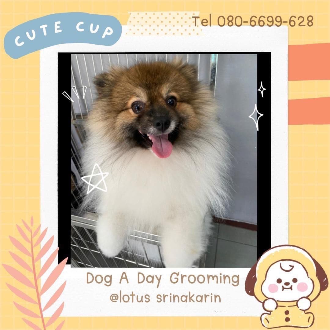 ร้านอาบน้ำตัดขน Dog A Day สาขาบิ๊กซีสมุทรปราการ