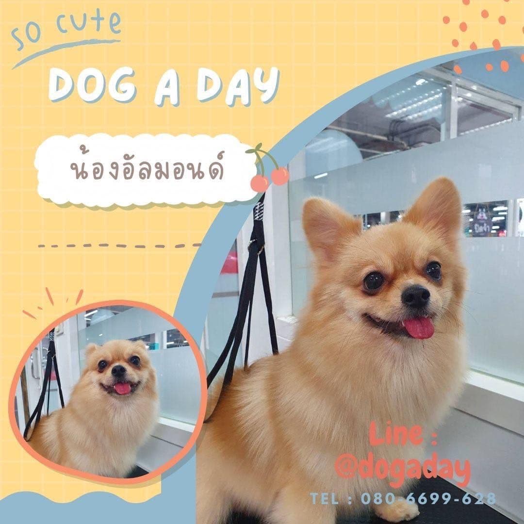 ร้านอาบน้ำตัดขน Dog A Day สาขาบิ๊กซีสมุทรปราการ image 2