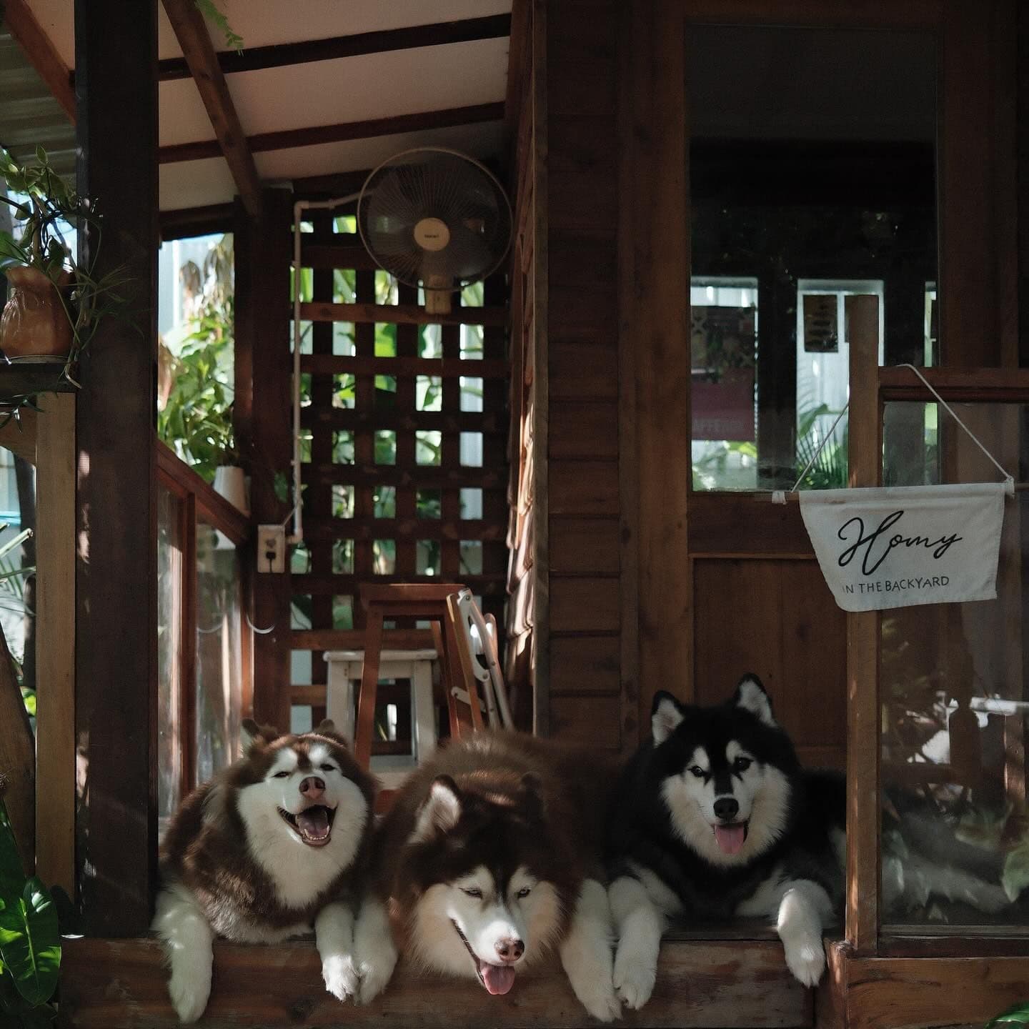 Homy in the backyard