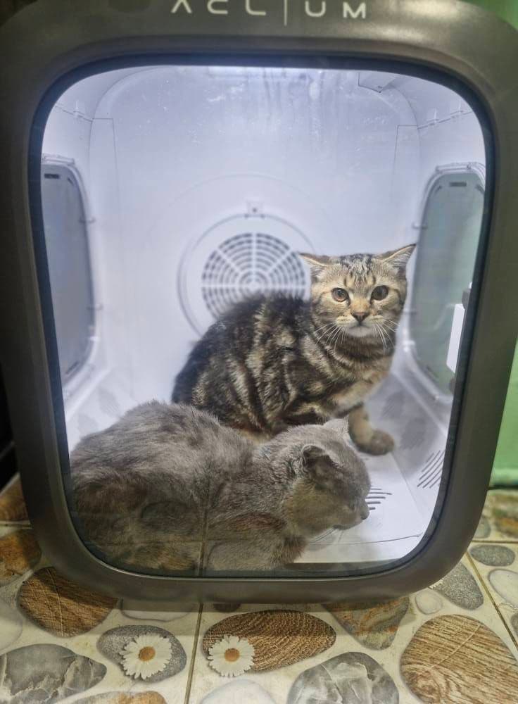 แต้มแต้มกรูมมิ่ง