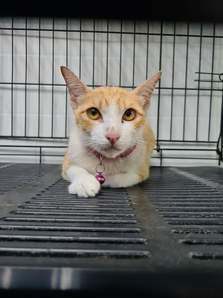 โรงพยาบาลสัตว์ดอนเมือง