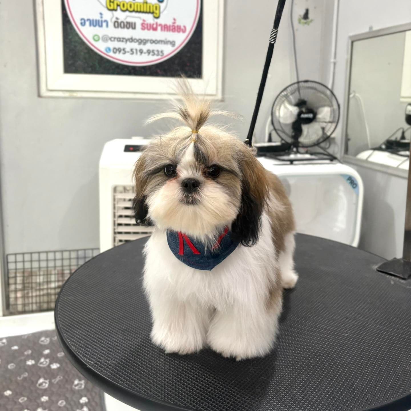 Crazy Dog Grooming
