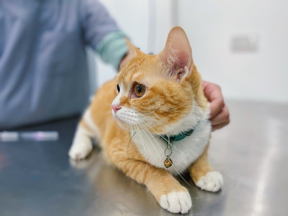 คลินิกสัตว์อุปถัมภ์