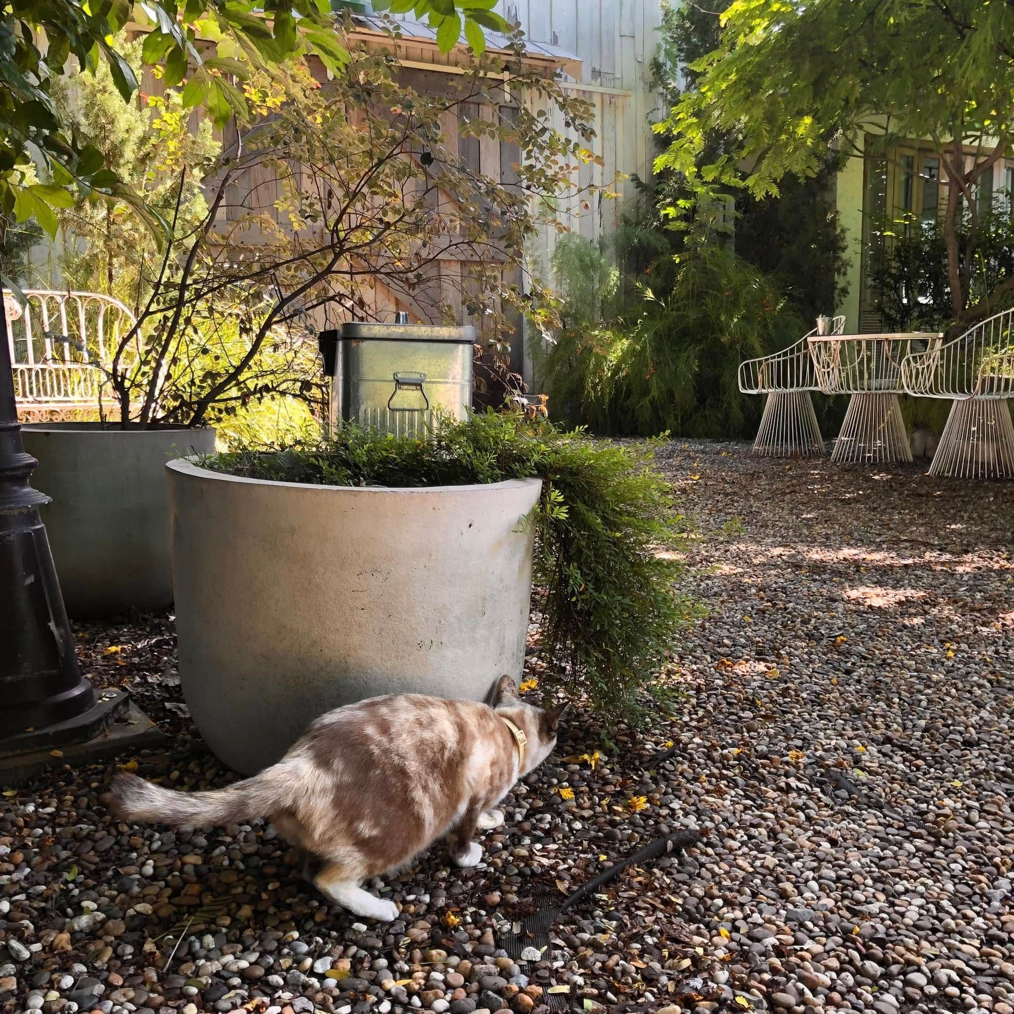 Slole Cafe & Garden image 3