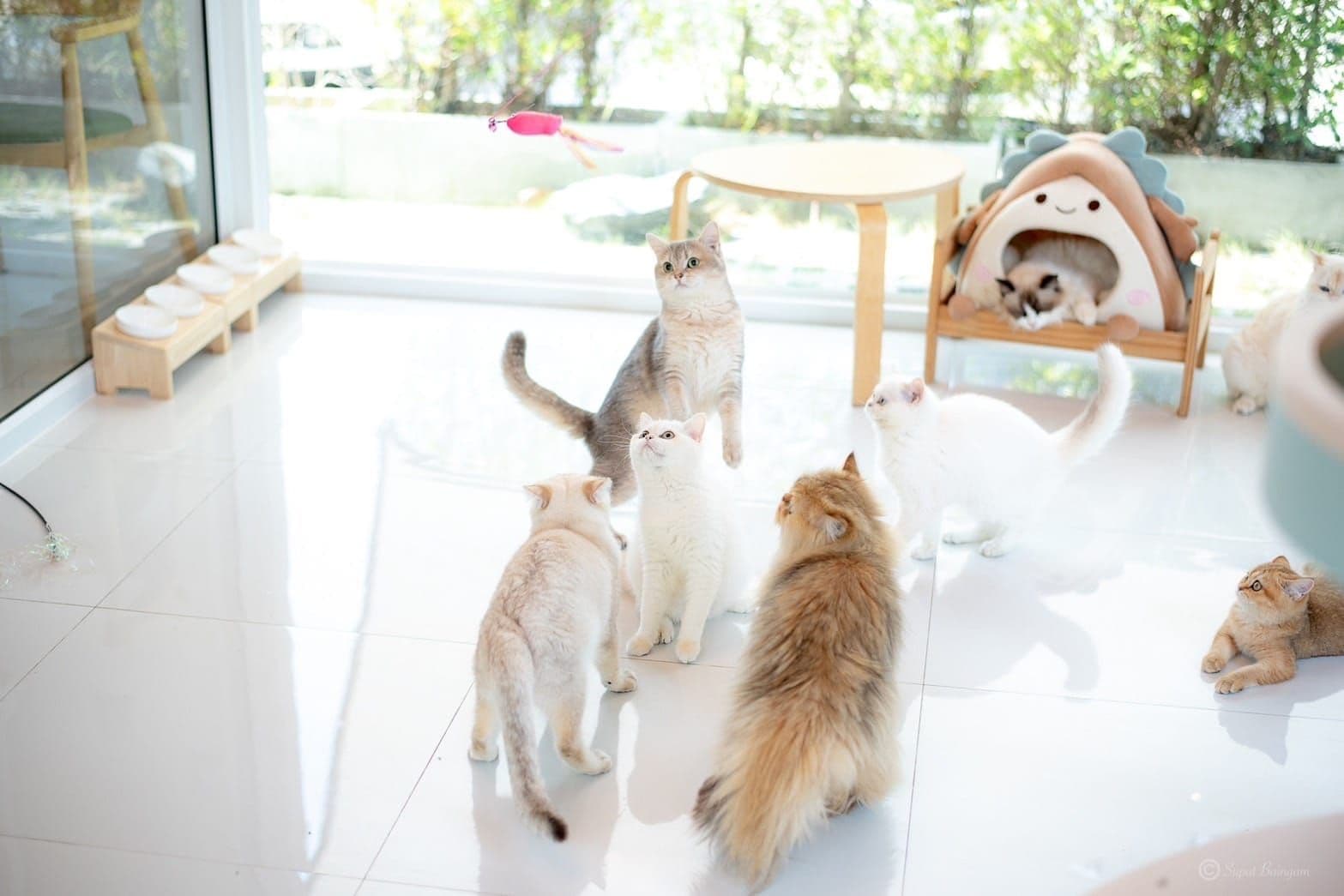 Little Forest Pet Cafe