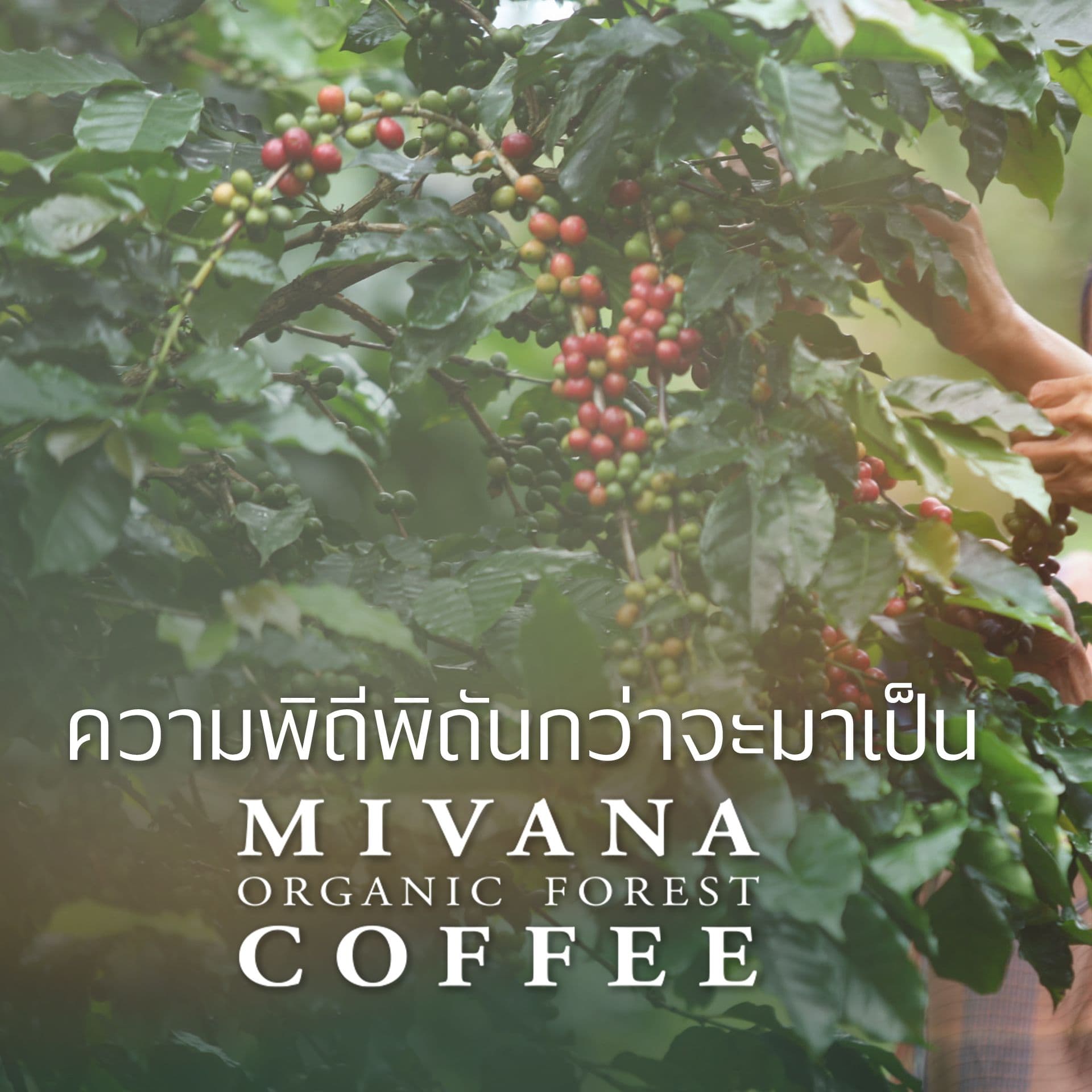 MiVana Coffee Baan Sathorn