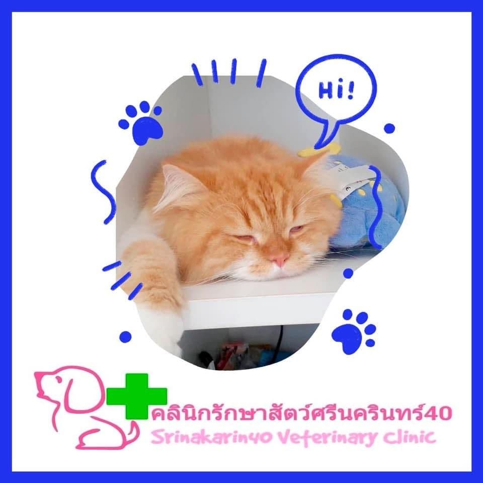 คลินิกรักษาสัตว์ศรีนครินทร์40
