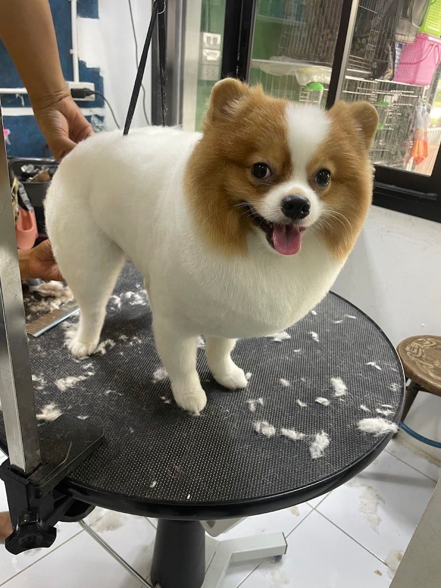 Love Love Dog Grooming