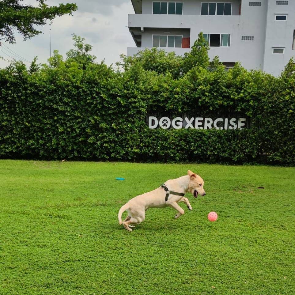 Dogxercise