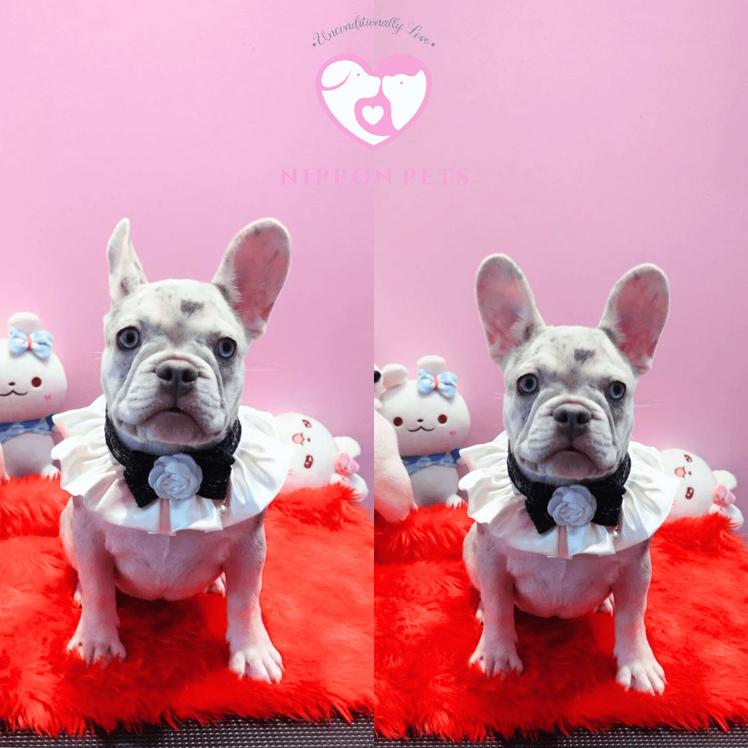 Nippon Pets Grooming and Spa