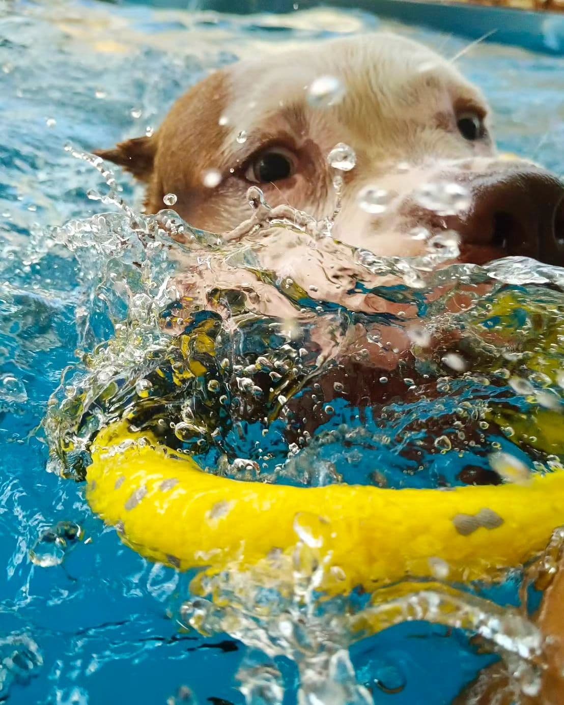 MahaMha สระว่ายน้ำสุนัข โรงแรมสุนัข