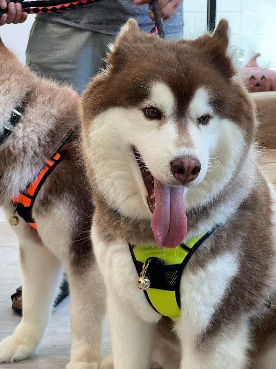 หมอเดียวใจดีสัตวแพทย์