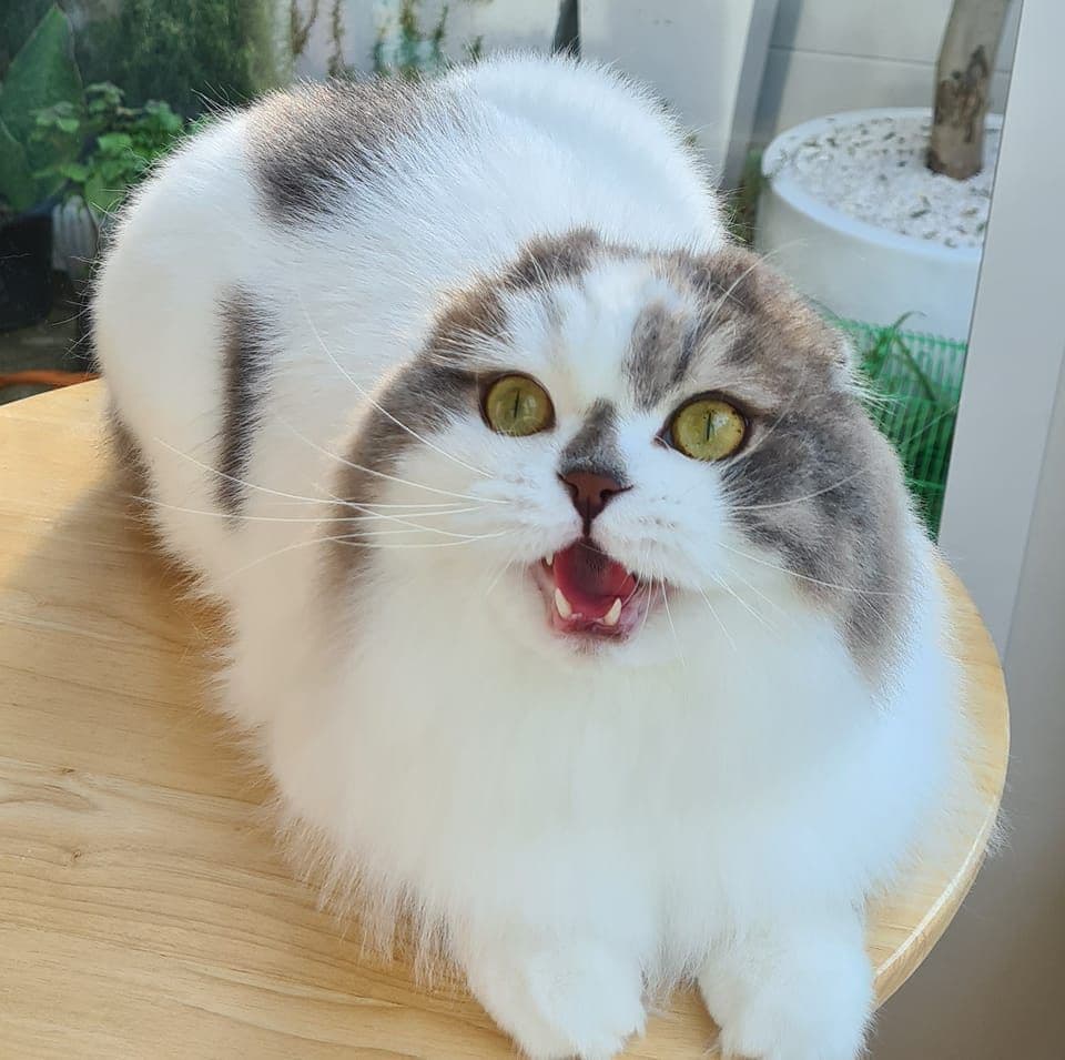 Purr Grooming อาบน้ำแมวไพรเวท