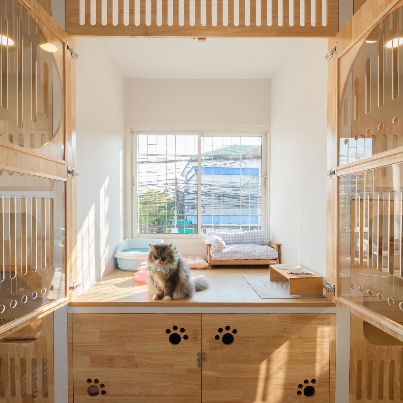 Tigercooncat Kingdom