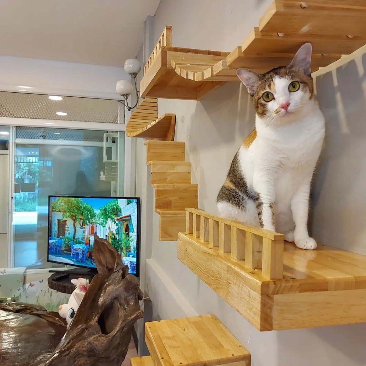 Happy Land Cat Hotel 669