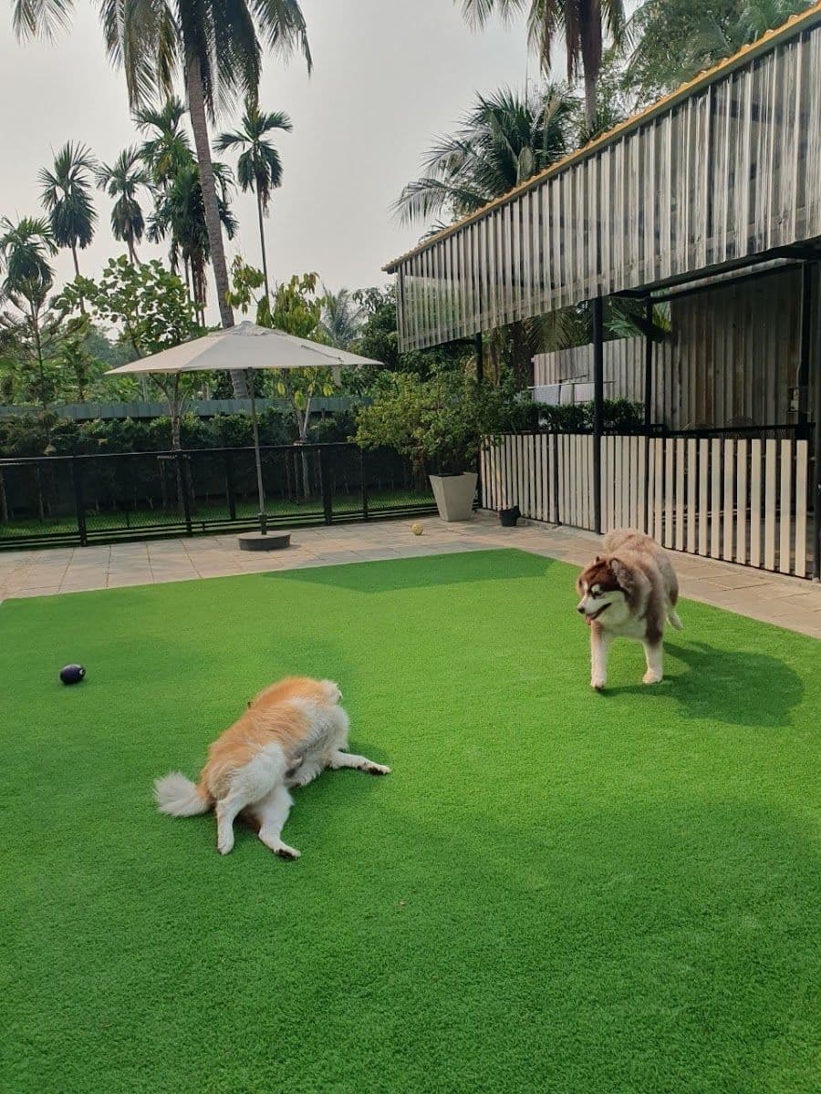 Dog Garden Hotel