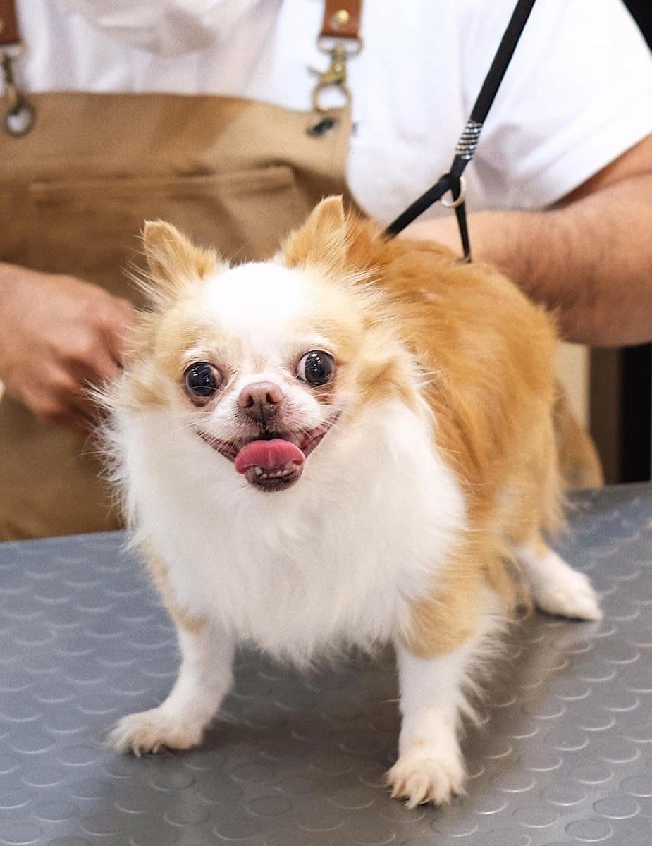Hato Pet Wellness Center image 2
