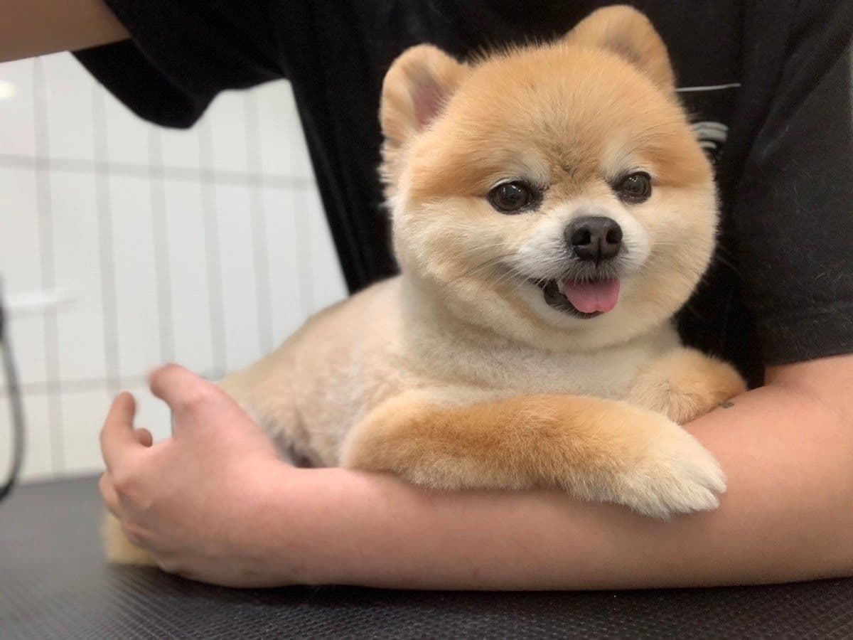 Hato Pet Wellness Center image 3